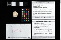 Foto (Objekt + Etikett) von Cracensigillatus acutirostris (Moericke, 1889)  (NHMW-GEO-2014-0194-0172)